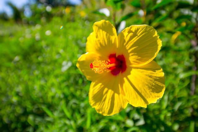 Hotel Kirpal Meditation And Ecological Center Pahoa Exterior foto